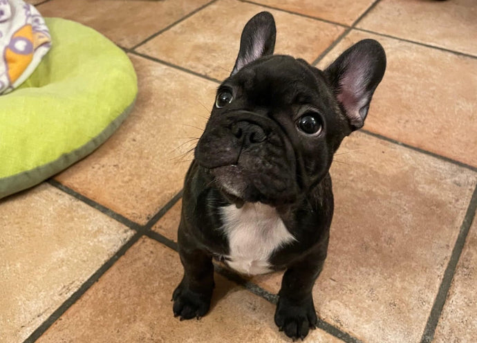 Come ti vedi con accanto un Bulldog Francese?