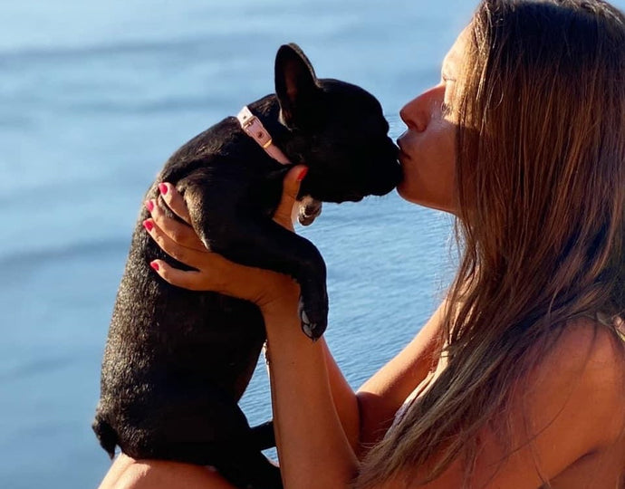 Perché alcuni veterinari sconsigliano il Bulldog Francese?