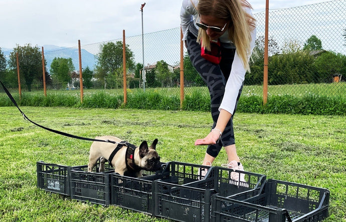 È vero che il Bulldog Francese ha sempre problemi? La risposta è: dipende tutto da chi lo alleva!