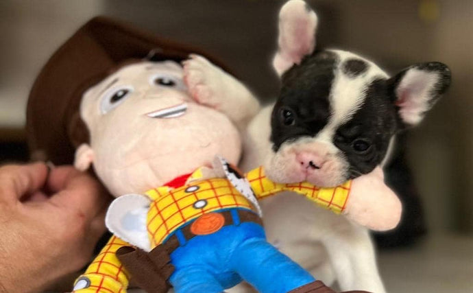 Perché NON devi mai comprare un Bulldog Francese in Negozio