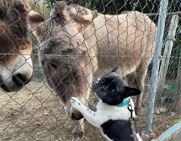 Il Bulldog Francese e la convivenza con altri animali: una razza davvero speciale