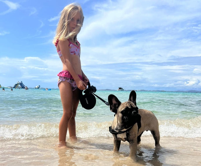 Perché il Bulldog Francese, a differenza di altre razze, è perfetto per la vita moderna