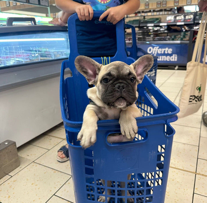 I benefici di avere un Bulldog Francese al tuo fianco (che nessuno ti dice davvero)