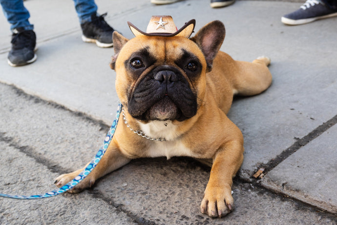 Carattere, Caratteristiche, Temperamento del Bouledogue Francese