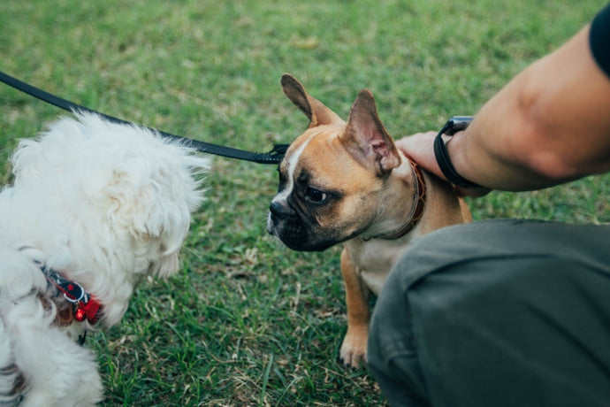 Cuccioli Italiani di Bulldog Francese Disponibili con Pedigree