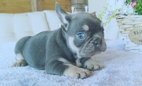 Il Bulldog francese blu è un meticcio con enormi problemi di salute