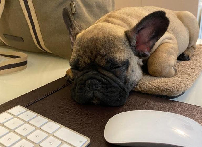 Perché NON devi cercare e prendere un cane su Facebook
