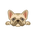 Allevamento Bulldog Francese – Home