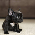 Cucciolo di Bulldog Francese Italiano con Pedigree e Test Sanitari