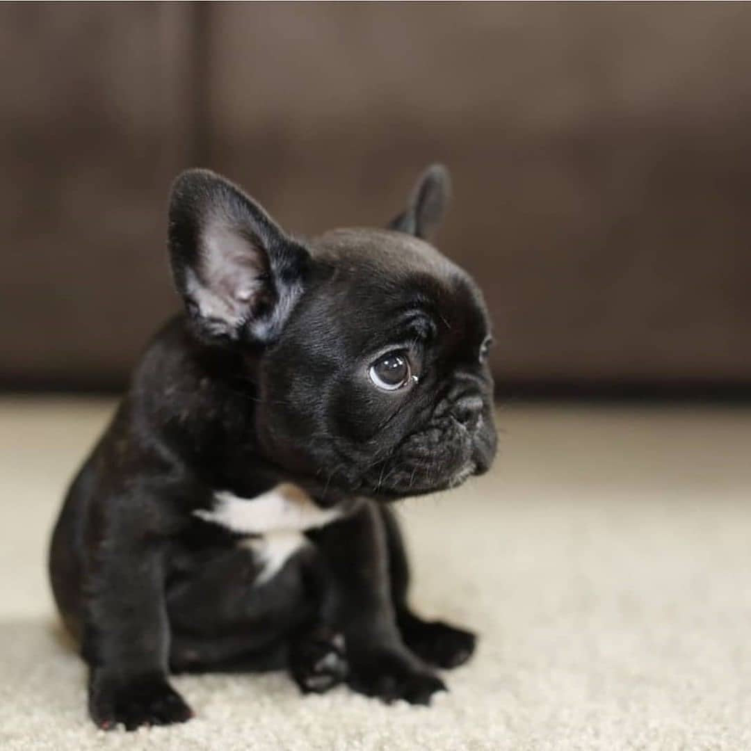 Cucciolo di Bulldog Francese Italiano con Pedigree e Test Sanitari