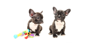 Allevamento Bouledogue Francese - No Way Out - Cuccioli Disponibili