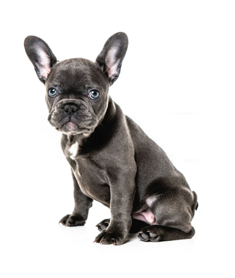 Allevamento Bulldog Francese - Cuccioli Italiani Disponibili con Pedigree - certificati sanitari - test dna