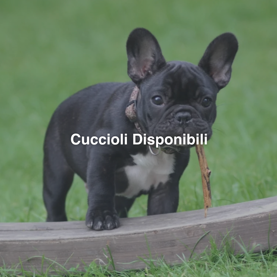 Allevamento Bulldog Francese - Cuccioli Italiani Disponibili con Pedigree - certificati sanitari - test dna