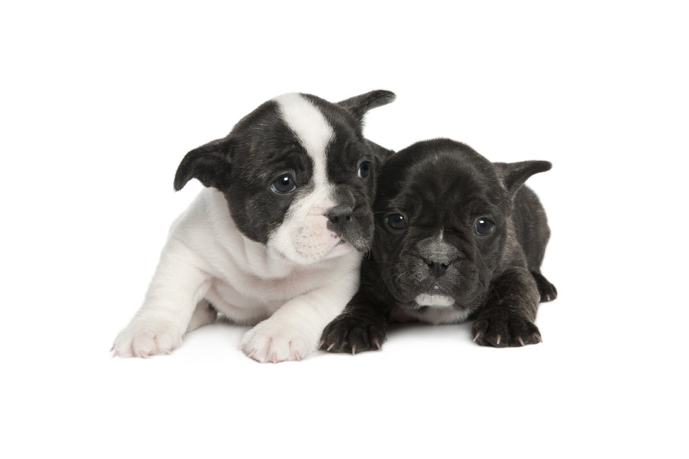 Allevamento Bulldog Francese - Cuccioli Italiani Disponibili con Pedigree - certificati sanitari - test dna