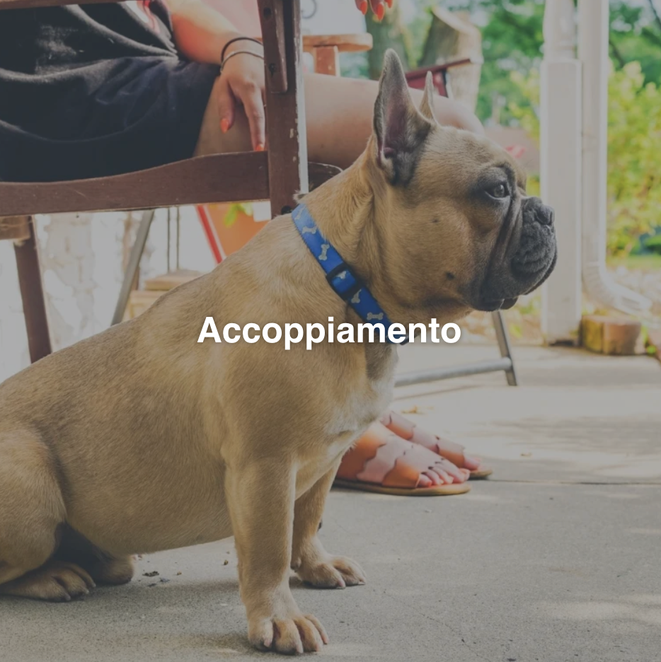 Allevamento Bulldog Francese - Cuccioli Italiani Disponibili con Pedigree - certificati sanitari - test dna