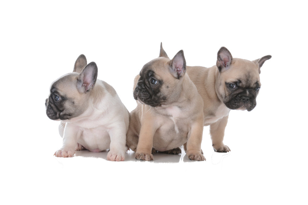 Allevamento Bulldog Francese - Cuccioli Italiani Disponibili con Pedigree - certificati sanitari - test dna