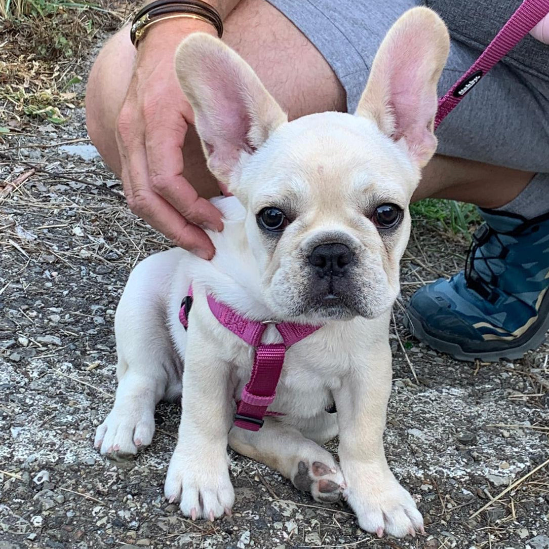 Cucciolo di Bulldog Francese Italiano con Pedigree e Test Sanitari