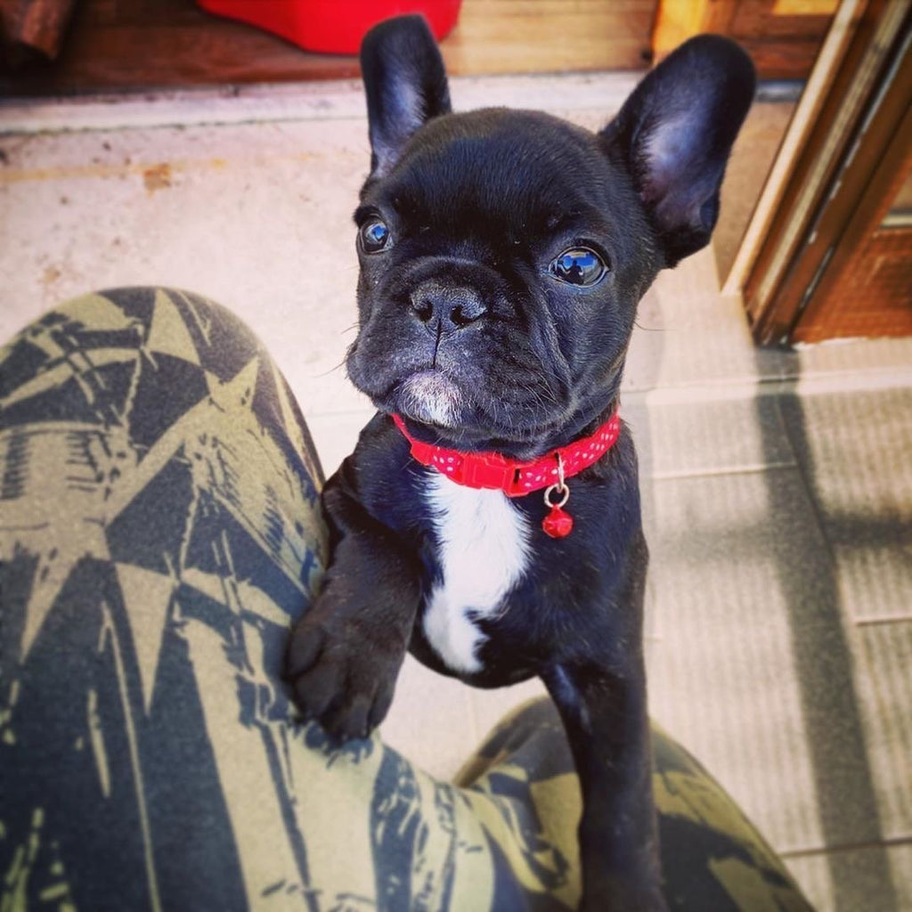 Allevamento Bulldog Francese - Cuccioli Italiani Disponibili con Pedigree - certificati sanitari - test dna - French bulldog cucciolo - bouledogue 