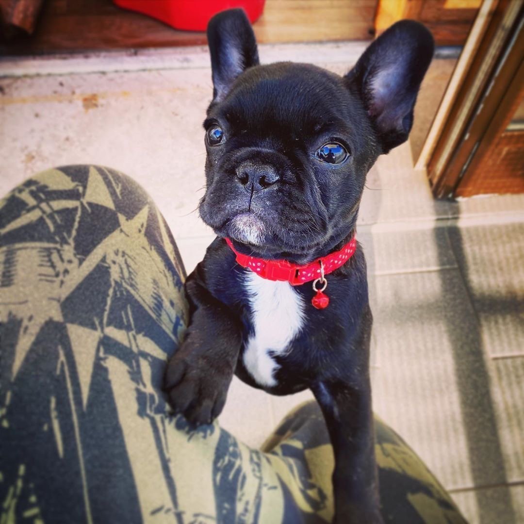 Allevamento Bulldog Francese - Cuccioli Italiani Disponibili con Pedigree - certificati sanitari - test dna - French bulldog cucciolo - bouledogue 