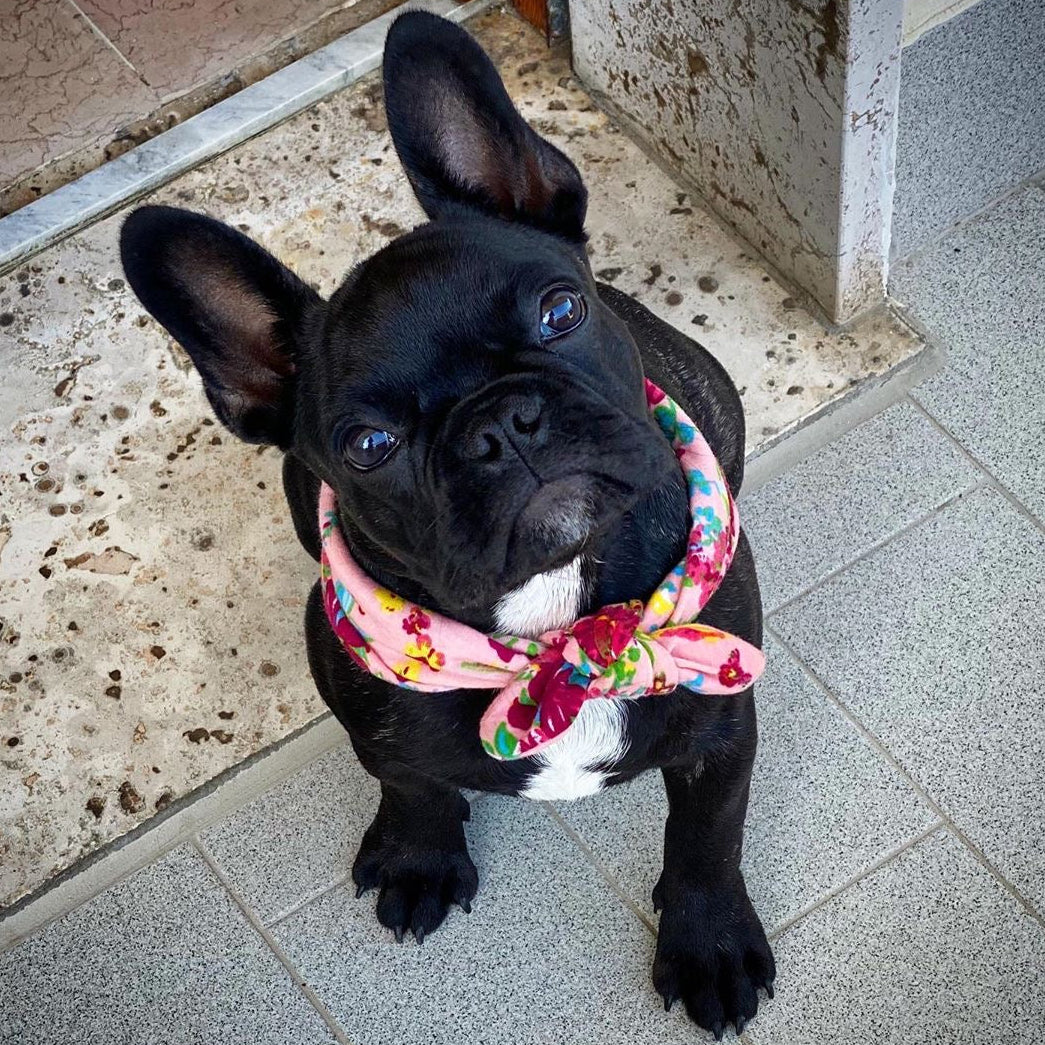 Allevamento Bulldog Francese - Cuccioli Italiani Disponibili con Pedigree - certificati sanitari - test dna - French bulldog cucciolo - bouledogue 