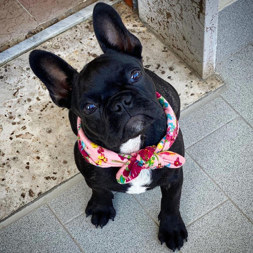 Allevamento Bulldog Francese - Cuccioli Italiani Disponibili con Pedigree - certificati sanitari - test dna - French bulldog cucciolo - bouledogue 