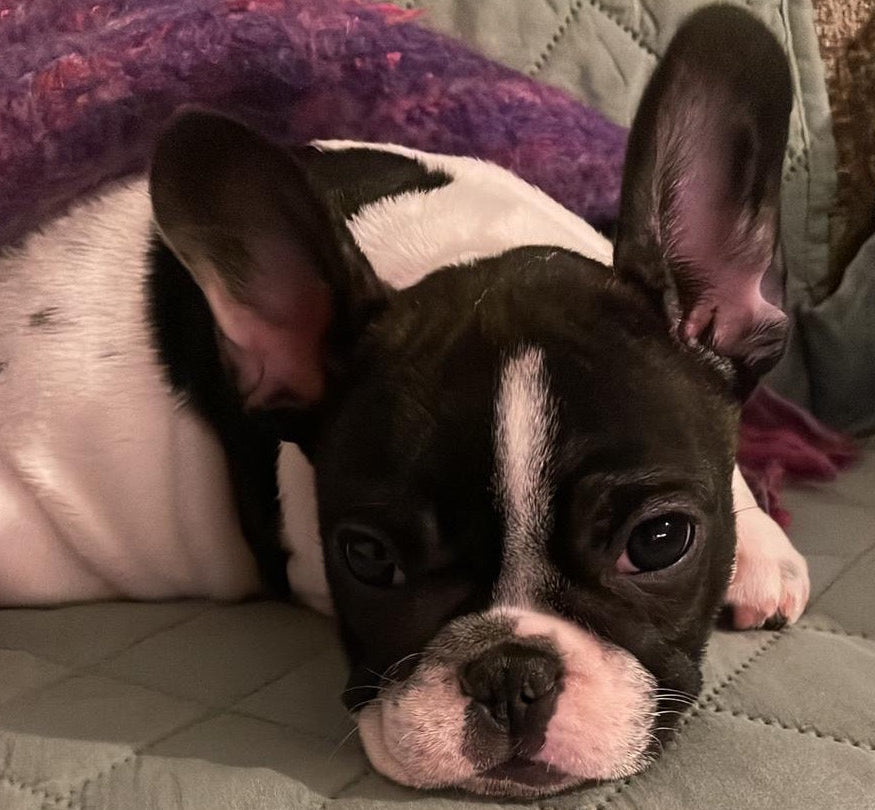 Allevamento Bulldog Francese - Cuccioli Italiani Disponibili con Pedigree - certificati sanitari - test dna - French bulldog cucciolo - bouledogue 