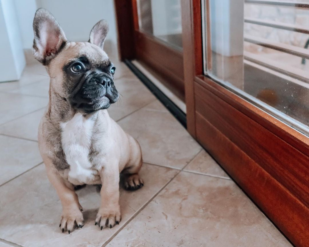 Allevamento Bulldog Francese - Cuccioli Italiani Disponibili con Pedigree - certificati sanitari - test dna - French bulldog cucciolo - bouledogue 