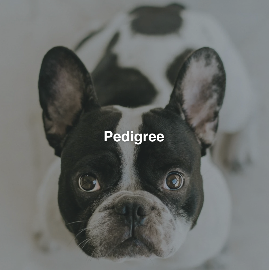 Allevamento Bulldog Francese - Cuccioli Italiani Disponibili con Pedigree - certificati sanitari - test dna