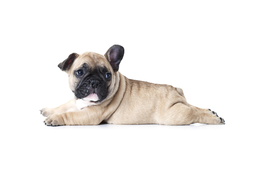 Allevamento Bulldog Francese - Cuccioli Italiani Disponibili con Pedigree - certificati sanitari - test dna