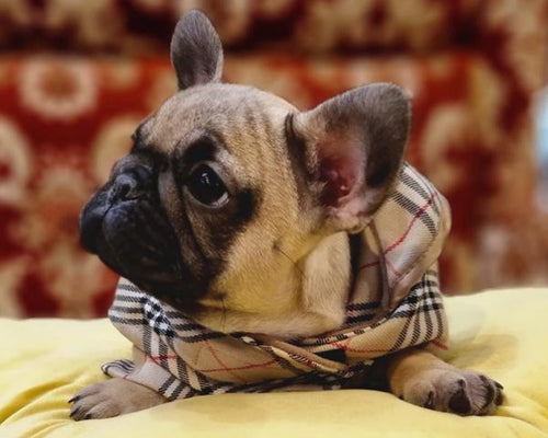 Allevamento Bulldog Francese - Cuccioli Italiani Disponibili con Pedigree - certificati sanitari - test dna - French bulldog cucciolo - bouledogue 