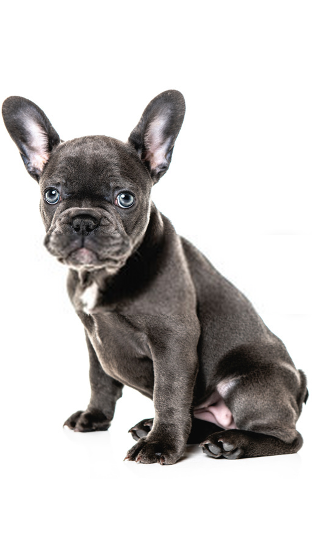 Boluedogue Expo - Allevamento Bulldog francese - cuccioli italiani con pedigree